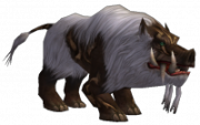 Scrofa
